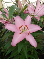 [4343 Sheila TL VZ No02.JPG]